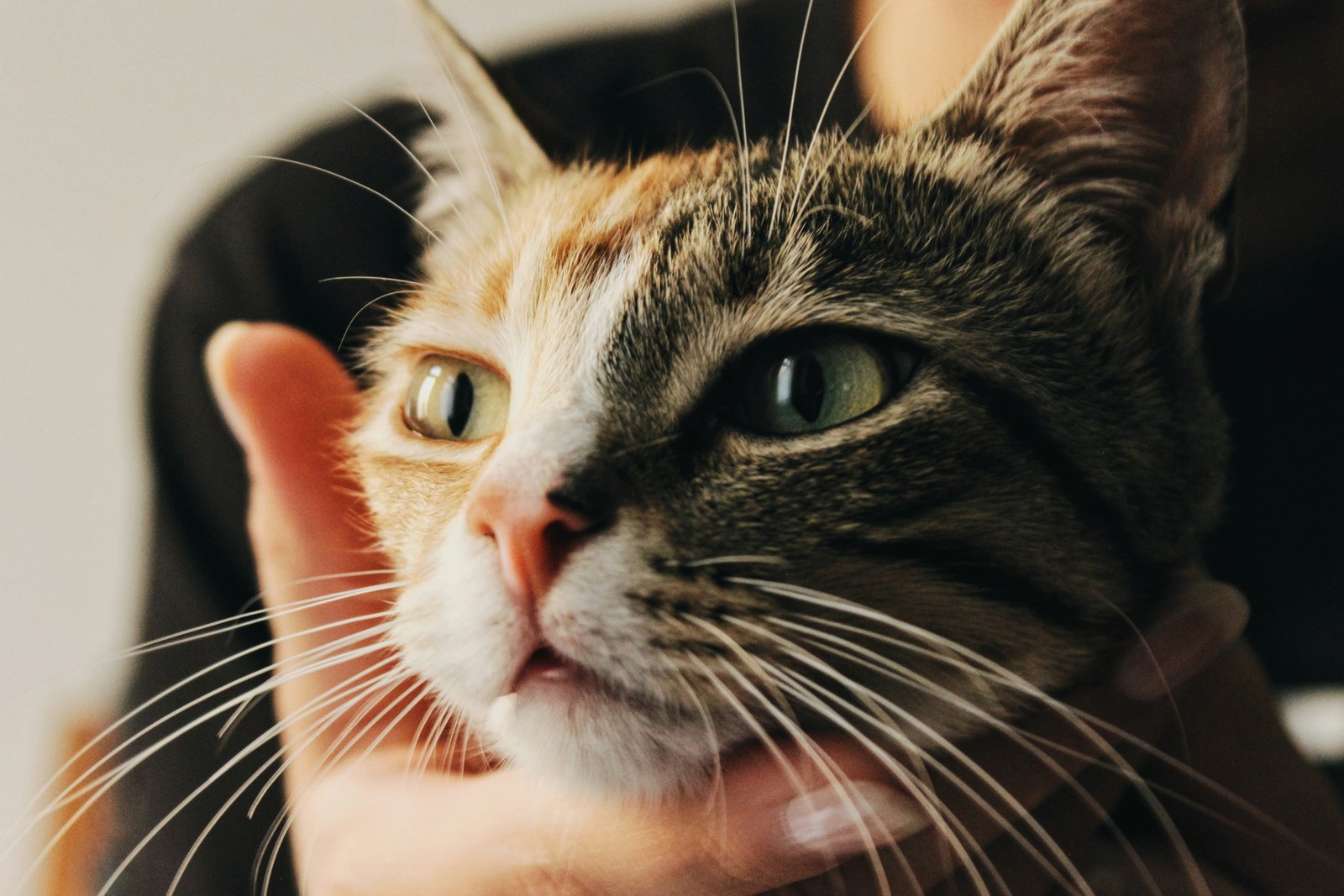 Chat